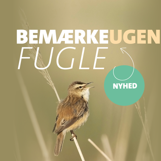 Foto af fugl på strå, der reklamerer for BemærkeUgen 2026