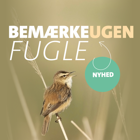 Foto af fugl på strå, der reklamerer for BemærkeUgen 2026