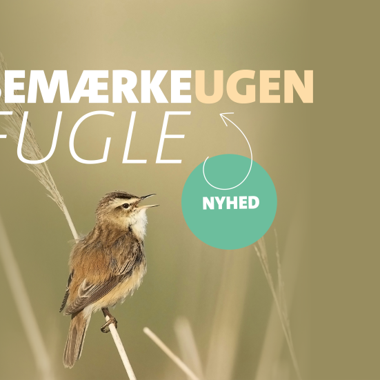 Foto af fugl på strå, der reklamerer for BemærkeUgen 2026
