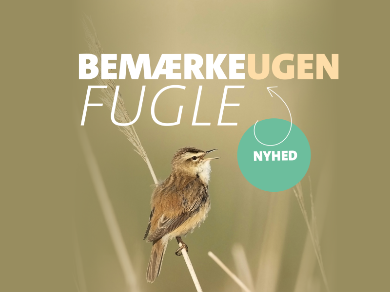 Foto af fugl på strå, der reklamerer for BemærkeUgen 2026